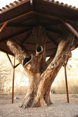 Arbol-singular-Nerpio-Nogal-del-Planton-del-Covacho5