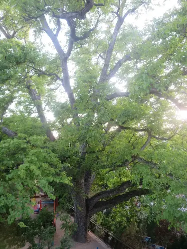 Arbol-singular-Nerpio-Nogal-del-molino