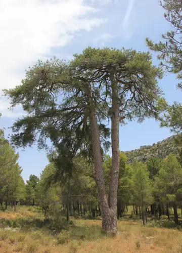 Arbol-singular-Nerpio-Pino-melguicero