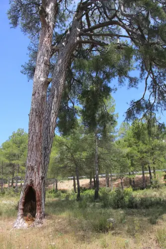 Arbol-singular-Nerpio-Pino-melguicero2