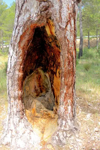 Arbol-singular-Nerpio-Pino-melguicero3