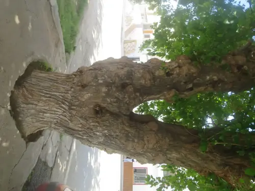 Arbol-singular-Ontur-Morera