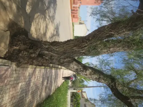 Arbol-singular-Ontur-Morera2