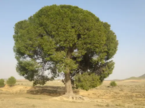 Arbol-singular-Ontur-Pino