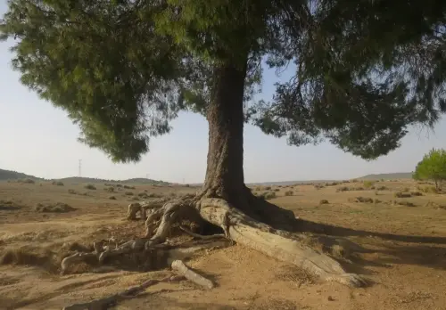 Arbol-singular-Ontur-Pino2