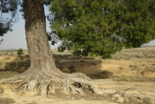 Arbol-singular-Ontur-Pino4