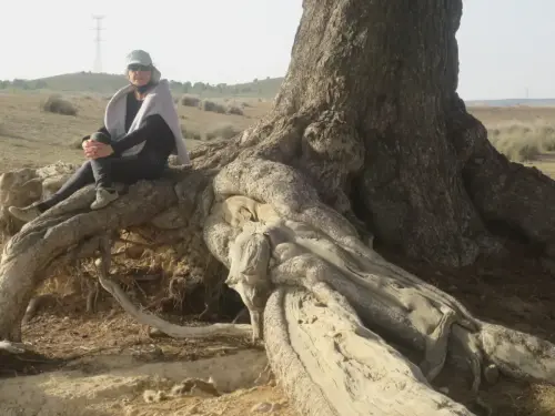 Arbol-singular-Ontur-Pino5