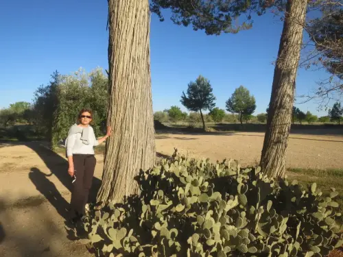 Arbol-singular-Ontur-Sabinas