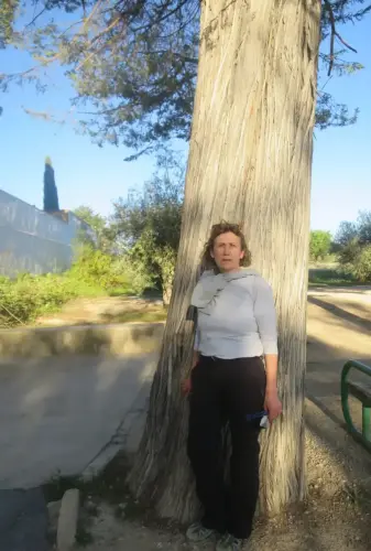 Arbol-singular-Ontur-Sabinas2