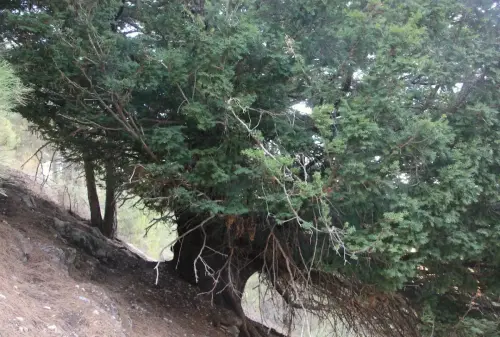 Arbol-singular-Paterna-del-Madera-Tejo-Viejo