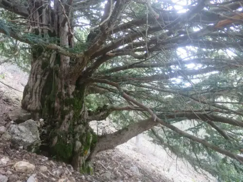 Arbol-singular-Paterna-del-Madera-Tejo-Viejo2