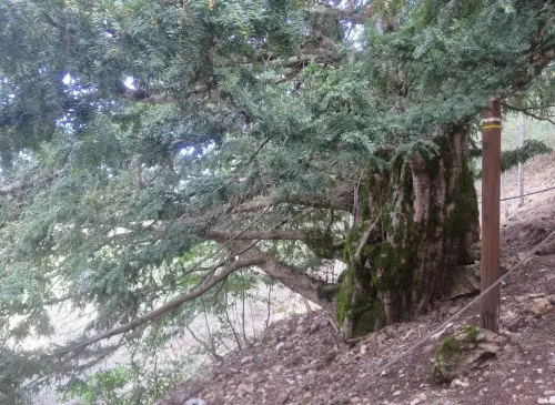 Arbol-singular-Paterna-del-Madera-Tejo-Viejo3