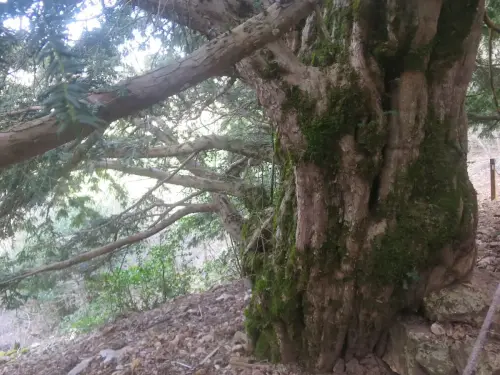 Arbol-singular-Paterna-del-Madera-Tejo-Viejo4