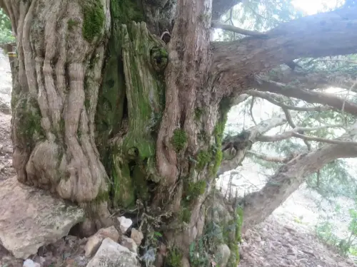 Arbol-singular-Paterna-del-Madera-Tejo-Viejo5