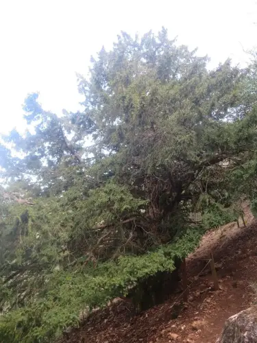 Arbol-singular-Paterna-del-Madera-Tejo-Viejo6