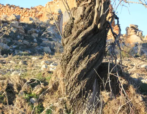 Arbol-singular-Penarrubia-Masegoso-Almendro