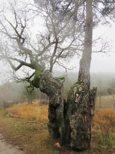 Arbol-singular-Penascosa-Pino-roble3