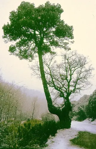Arbol-singular-Penascosa-Pino-roble4
