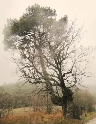 Arbol-singular-Penascosa-Pino-roble5