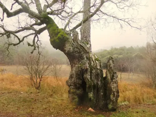 Arbol-singular-Penascosa-Pino-roble6