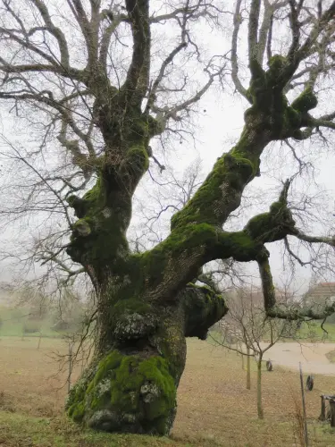 Arbol-singular-Penascosa-Roble-de-Caballeria