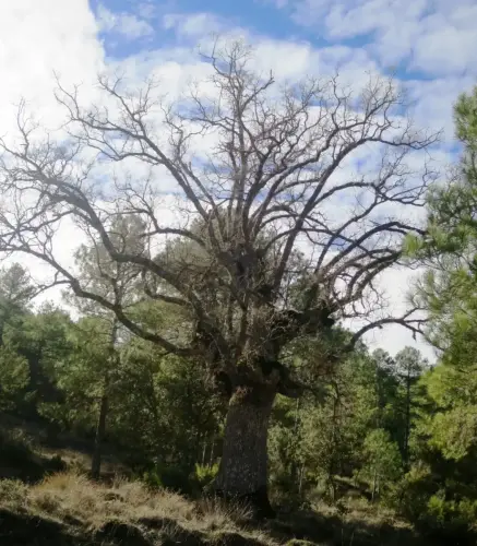 Arbol-singular-Penascosa-Roble-de-Caballeria (1)