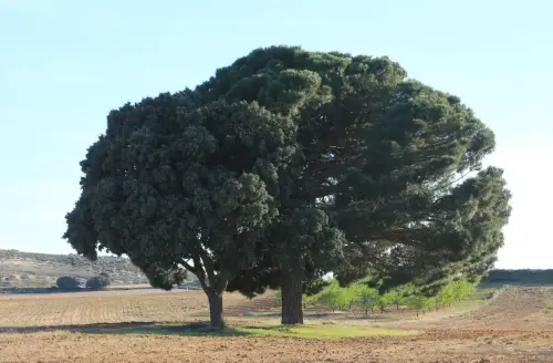 Arbol-singular-Petrola-Pinoencina