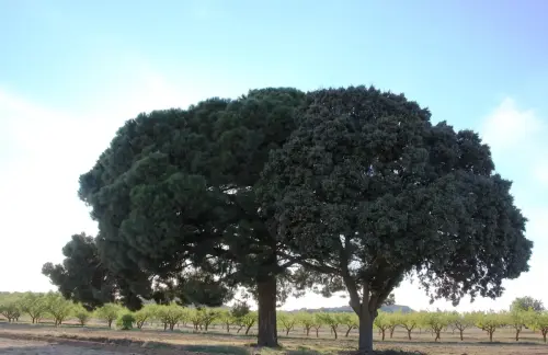Arbol-singular-Petrola-Pinoencina2