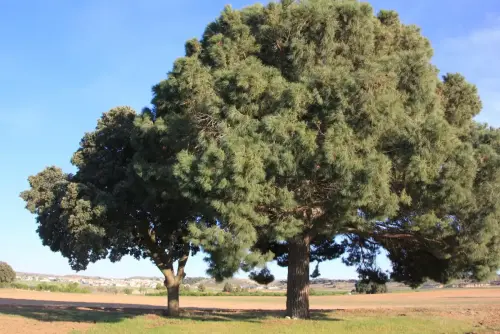 Arbol-singular-Petrola-Pinoencina3