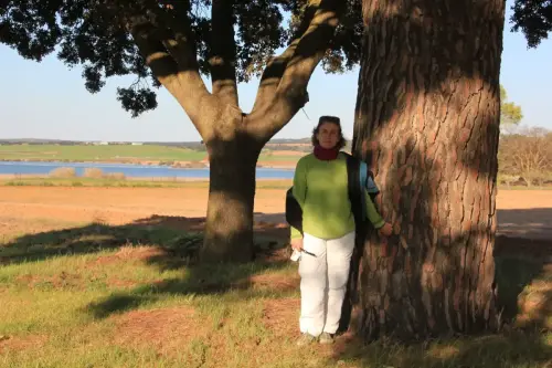 Arbol-singular-Petrola-Pinoencina4