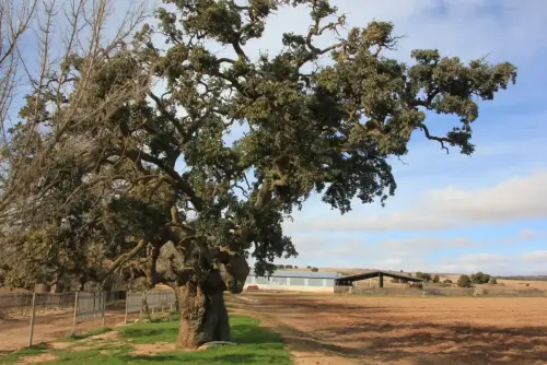 Arbol-singular-Pinilla-Chinchilla-Carrasca-de-Gomez-Yanez.JPG2 