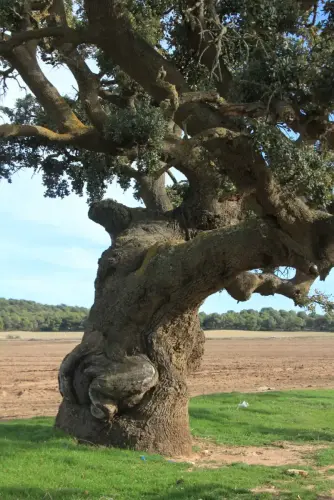 Arbol-singular-Pinilla-Chinchilla-Carrasca-de-Gomez-Yanez.JPG3 