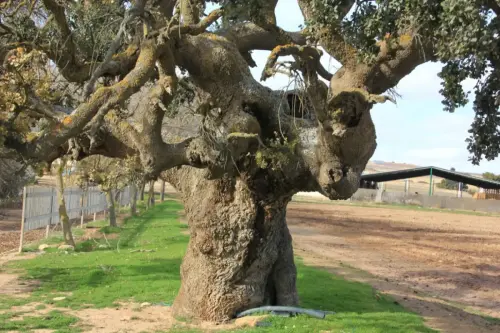 Arbol-singular-Pinilla-Chinchilla-Carrasca-de-Gomez-Yanez.JPG4 