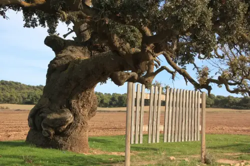 Arbol-singular-Pinilla-Chinchilla-Carrasca-de-Gomez-Yanez.JPG5 