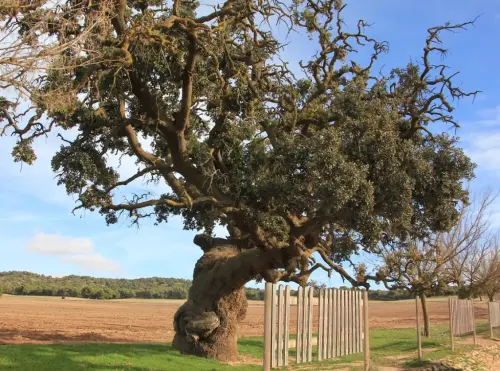 Arbol-singular-Pinilla-Chinchilla-Carrasca-de-Gomez-Yanez