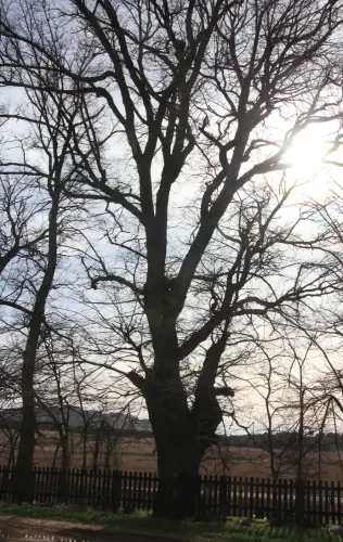 Arbol-singular-Pinilla-Chinchilla-Olmos-de-Gomez-Yanez