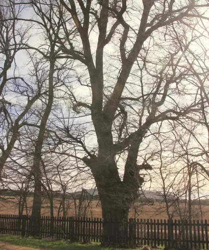 Arbol-singular-Pinilla-Chinchilla-Olmos-de-Gomez-Yanez2