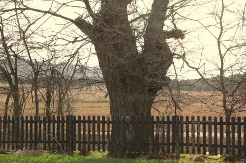 Arbol-singular-Pinilla-Chinchilla-Olmos-de-Gomez-Yanez3