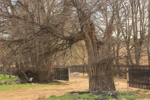 Arbol-singular-Pinilla-Chinchilla-Olmos-de-Gomez-Yanez4