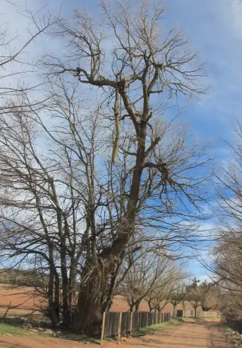 Arbol-singular-Pinilla-Chinchilla-Olmos-de-Gomez-Yanez5