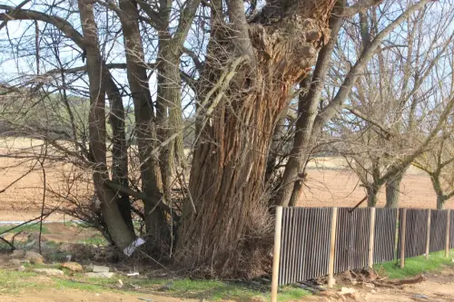 Arbol-singular-Pinilla-Chinchilla-Olmos-de-Gomez-Yanez6