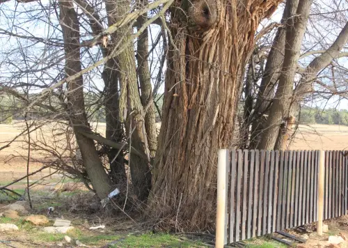 Arbol-singular-Pinilla-Chinchilla-Olmos-de-Gomez-Yanez7