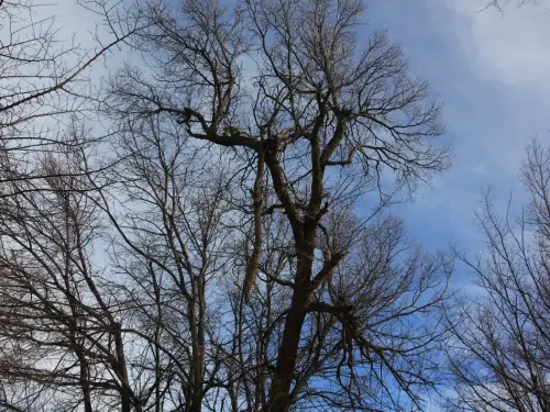 Arbol-singular-Pinilla-Chinchilla-Olmos-de-Gomez-Yanez8