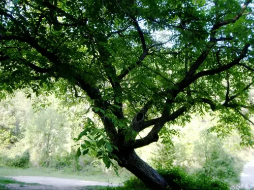 Arbol-singular-Planel-Yeste-La-Noguera-Tumba