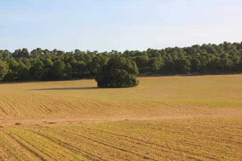 Arbol-singular-Pozo-Canada-Carrasca-de-Casa-Nueva