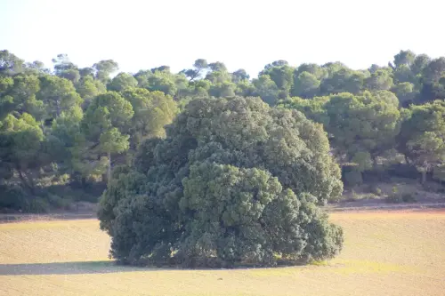 Arbol-singular-Pozo-Canada-Carrasca-de-Casa-Nueva2
