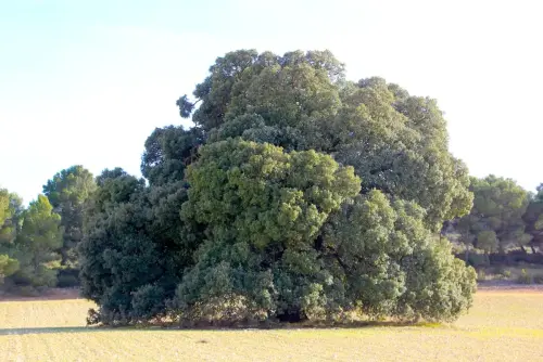 Arbol-singular-Pozo-Canada-Carrasca-de-Casa-Nueva3