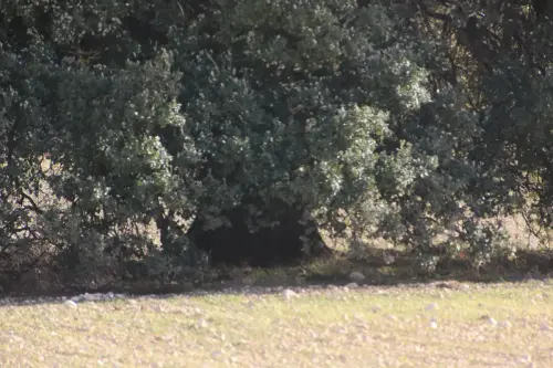 Arbol-singular-Pozo-Canada-Carrasca-de-Casa-Nueva4