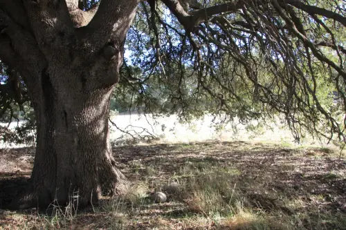 Arbol-singular-Pozo-Canada-Carrasca-de-Casa-Nueva5