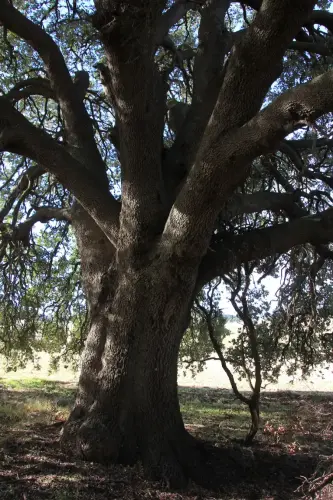 Arbol-singular-Pozo-Canada-Carrasca-de-Casa-Nueva6